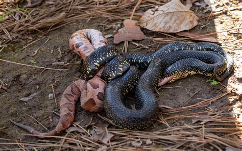 200325 King Snake Eating a Copperhead 2M7A6475 | Grasping for Objectivity
