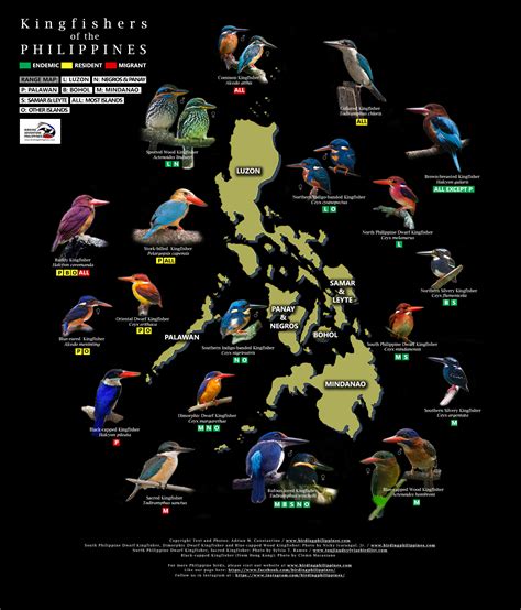 Endemic Animals In The Philippines