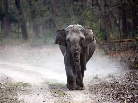 Explained: How DNA Profiling Will Ensure Better Protection Of Elephants ...