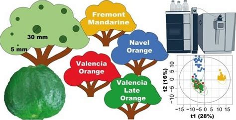 Metabolite Variations during the First Weeks of Growth of Immature ...