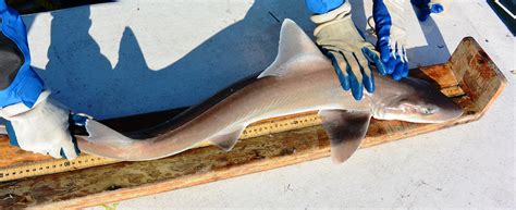 Baby Atlantic Sharpnose Shark
