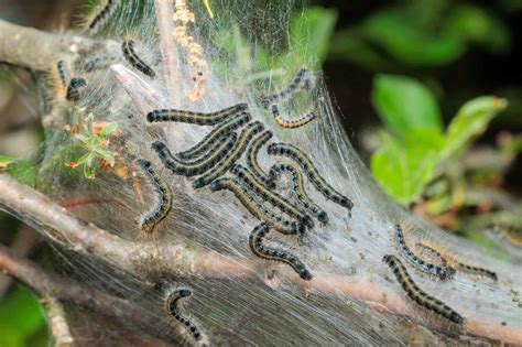 Tent Caterpillar Insect Facts - A-Z Animals