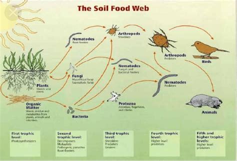 i need mind map for interdependence between plants and animals - Brainly.in