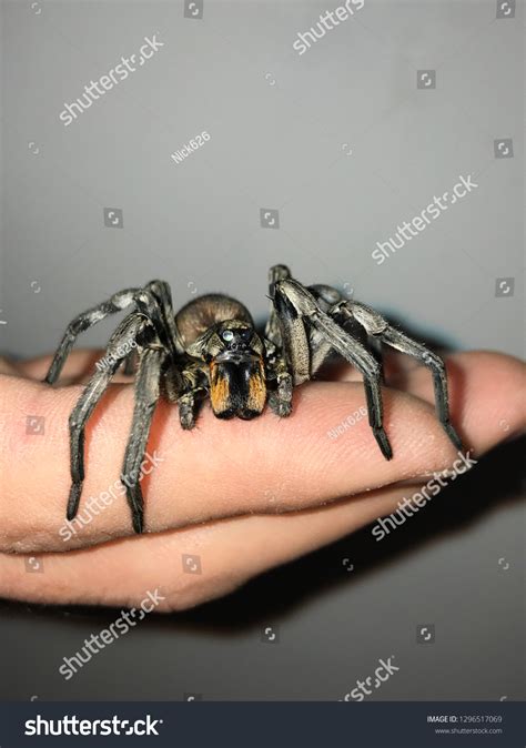 Carolina Wolf Spider Identification Chart