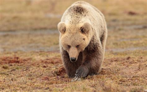 Download wallpaper face, water, nature, pose, glade, paws, bear, walk ...