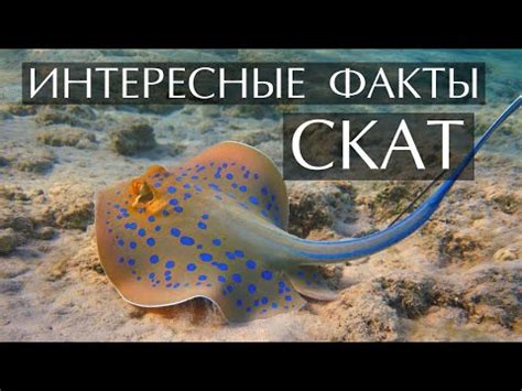 Электрический скат: описание, где обитает, чем питается, сколько живет