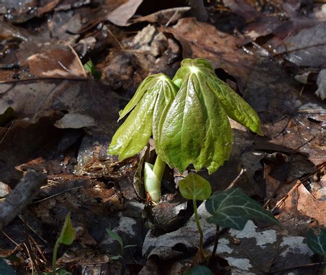 May apple plant emerging,may apple,plant,foliage,flora - free image ...