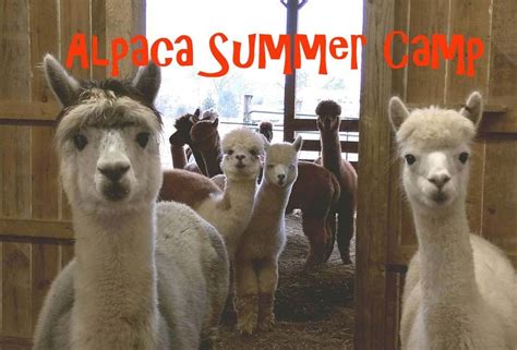 Alpaca Summer Camp - 5 Sessions, Graystone Ridge Alpacas and Farm Store ...
