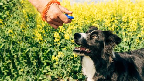 Image result for Human Dog Fetch