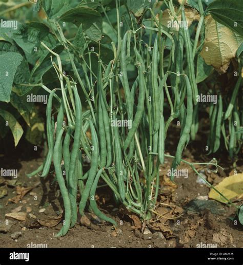 Mature beans on a French bean plant Phaseolus vulgaris legume crop with ...