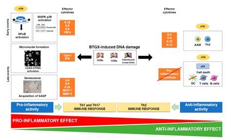 Bacterial Genotoxin-Induced DNA Damage and Modulation of the Host ...