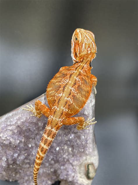 Orange - Bearded Dragon Traits - Morphpedia