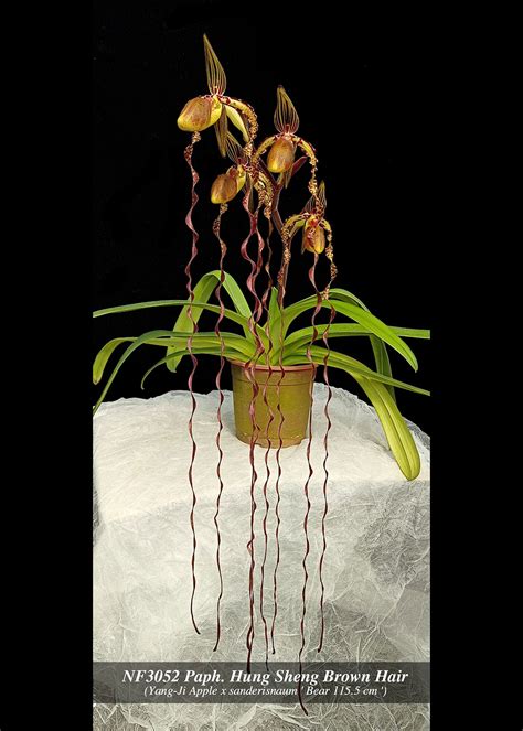 Paph. Hung Sheng Brown Hair (Yang-Ji Apple x sanderisnaum ' Bear 115.5 ...