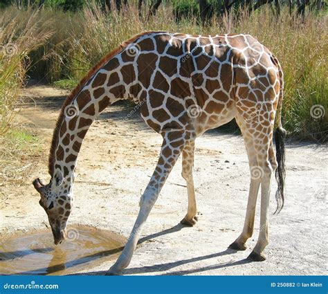 Baby Giraffe Drinking Water