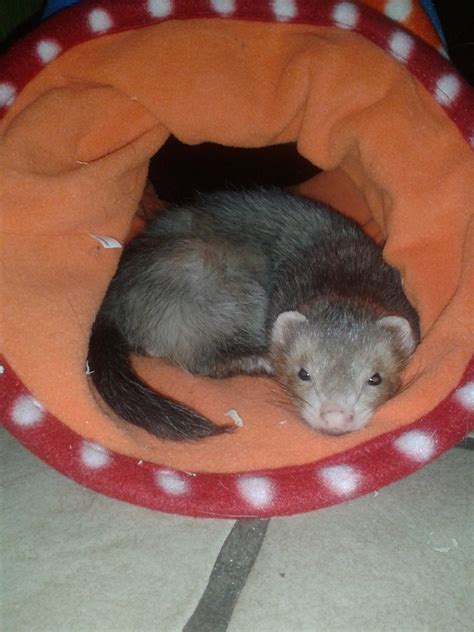 Frettchen Kleinanzeigen