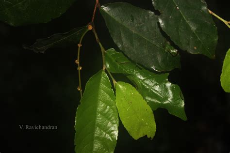 India Flora Online