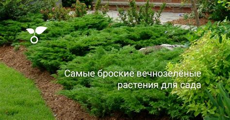Самые броские вечнозелёные растения для сада. Фото — Ботаничка