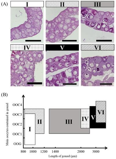 Morphological and Molecular Gonadal Sex Differentiation in the Wild ...