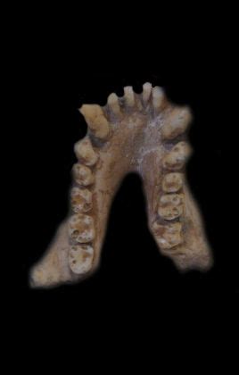 Image result for Dryopithecus