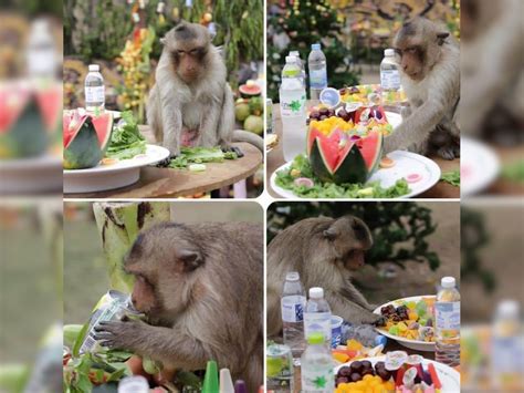 joyful chaos of Thailand annual feast for 1000 hungry macaques, Monkey ...
