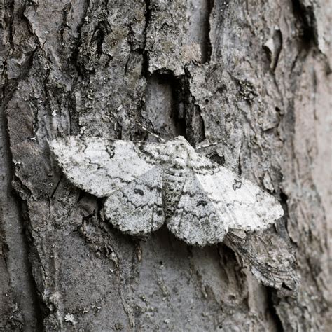 White Moth Spiritual Meaning and Symbolism: Explained