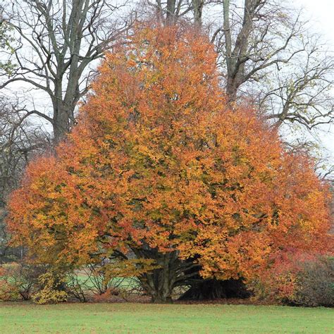 ROZELLE HOUSE PARK AND ART GALLERIES (2025) All You Need to Know BEFORE ...