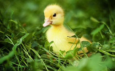 小黄鸭图片下载(图片ID:1630346)_-动物植物-图片素材_ 聚图网 JUIMG.COM
