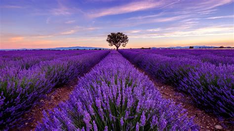 Tree in lavender field at sunrise, Plateau De Valensole, Provence-Alpes ...