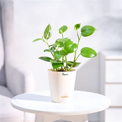 UGAOO Peperomia Green Creeper Plant Succulent Live Plant with Pot ...