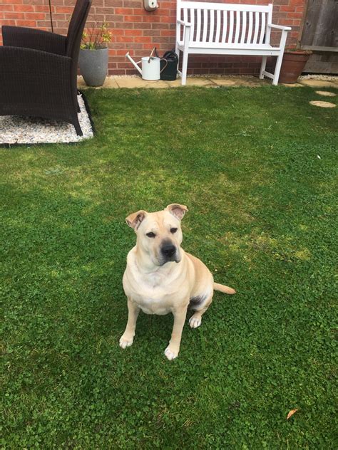 Bella (Formerly Taylor) - Leicester Animal Rescue