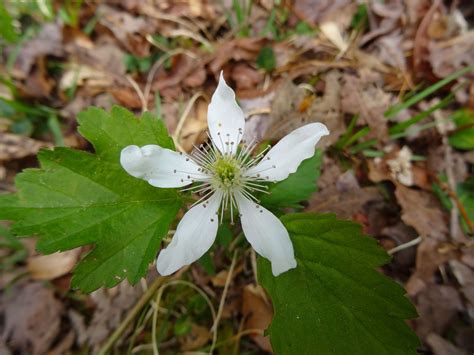 Femme au foyer: Wildcat Branch Falls