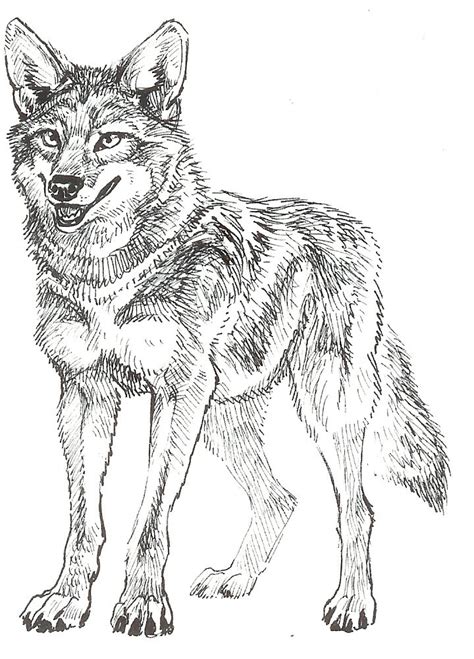 Coyote Drawing at PaintingValley.com | Explore collection of Coyote Drawing
