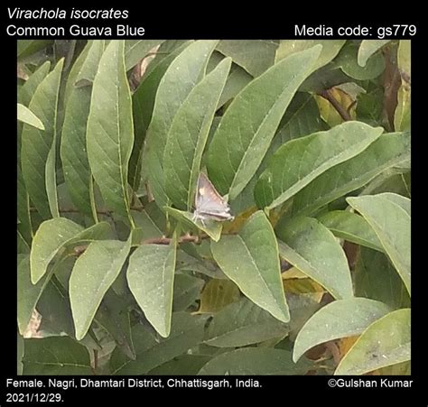 Virachola isocrates | Butterfly