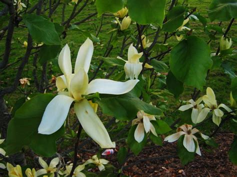 World's Oldest Living Things - Hello Travel Buzz