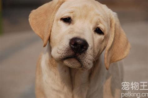 世界上最可爱的狗排名，适合家养的狗狗（拉布拉多智商极高） — 94677奇闻网