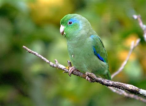 PETS: Parrotlet