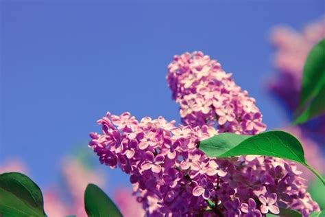 Image result for Task 1 Process Butterfly
