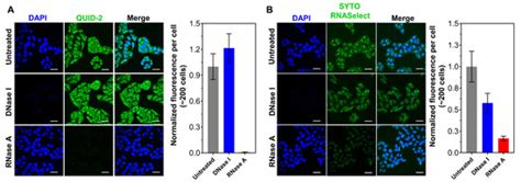 Development of a Highly Selective and Sensitive Fluorescent Probe for ...