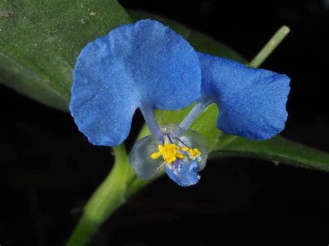 Commelina benghalensis L. | Plants of the World Online | Kew Science