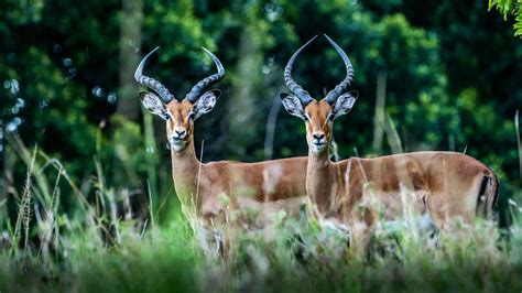 Antelope vs. Gazelle: What is the Real Difference?