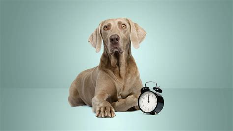 Pet Insurance Waiting Period: What It Is and Why It Matters