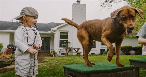 Image result for Training Retrieving Dogs
