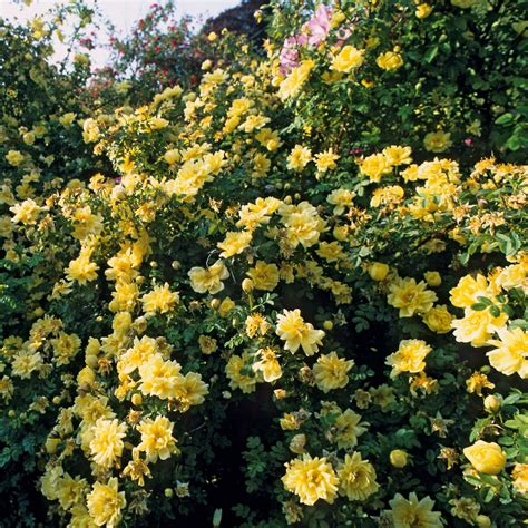 Yellow Rose Bush Types at Robbin Wood blog