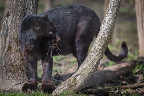 National Geographic Black Panther Facts at Erin Bergan blog