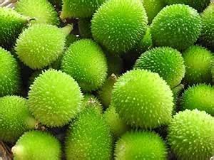 SPINE GOURD (Momordica dioca) root seeds For Plant Pack Of 6 : Amazon ...