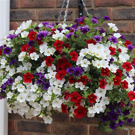 Calibrachoa 'Mix Frenzy' 10" Hanging Basket - Hello Hello Plants