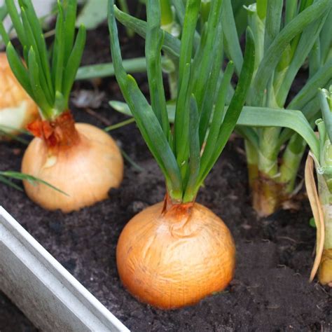 Buy Best Quality Yellow Onion Seeds online