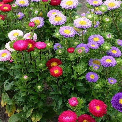 Aster Formula Mix Seeds – Vibrant Winter Blooms for Gardens | Golden ...