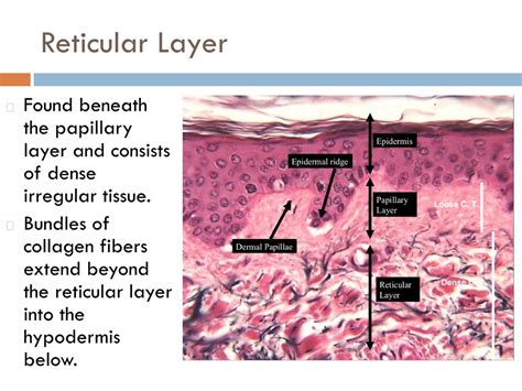 Reticular Layer