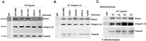 Tetraspanin 8-Rictor-Integrin α3 Complex Is Required for Glioma Cell ...